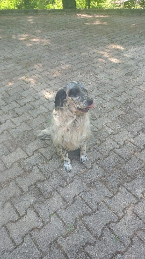 Spillo Foto 5